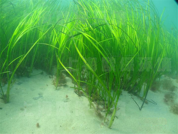 生态过滤方式 生态过滤方式