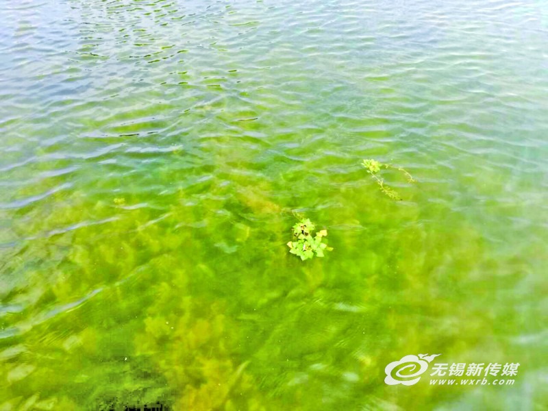 遏制蓝藻生长 无锡首次开放水域种植6万平方米水下森林 遏制蓝藻生长 无锡首次开放水域种植6万平方米水下森林