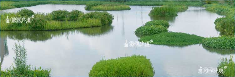 水生植物及浮动系统打造景观生态塘