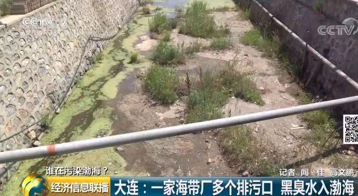 21 一家海带厂多个排污口黑臭水入渤海 21 一家海带厂多个排污口黑臭水入渤海
