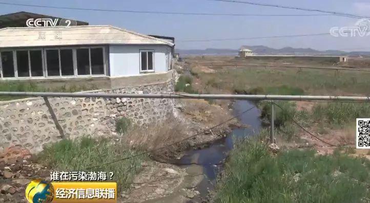 29 一家海带厂多个排污口黑臭水入渤海 29 一家海带厂多个排污口黑臭水入渤海