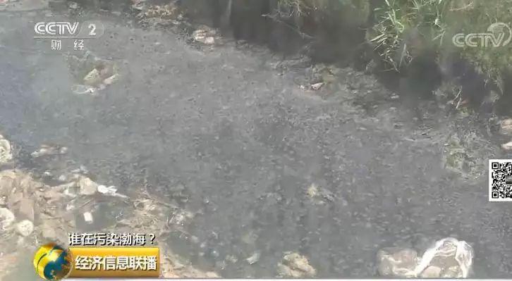 29+ 一家海带厂多个排污口黑臭水入渤海 29+ 一家海带厂多个排污口黑臭水入渤海
