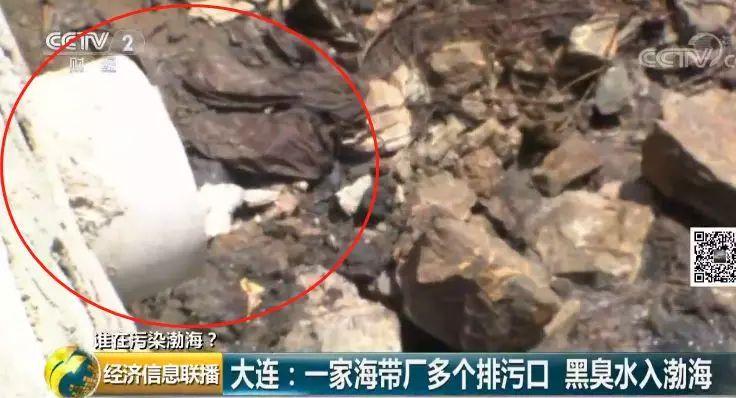 22 一家海带厂多个排污口黑臭水入渤海 22 一家海带厂多个排污口黑臭水入渤海