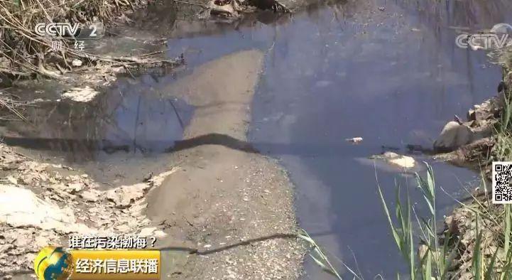 23 一家海带厂多个排污口黑臭水入渤海 23 一家海带厂多个排污口黑臭水入渤海