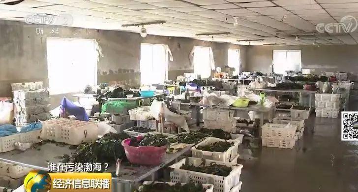 26 一家海带厂多个排污口黑臭水入渤海 26 一家海带厂多个排污口黑臭水入渤海
