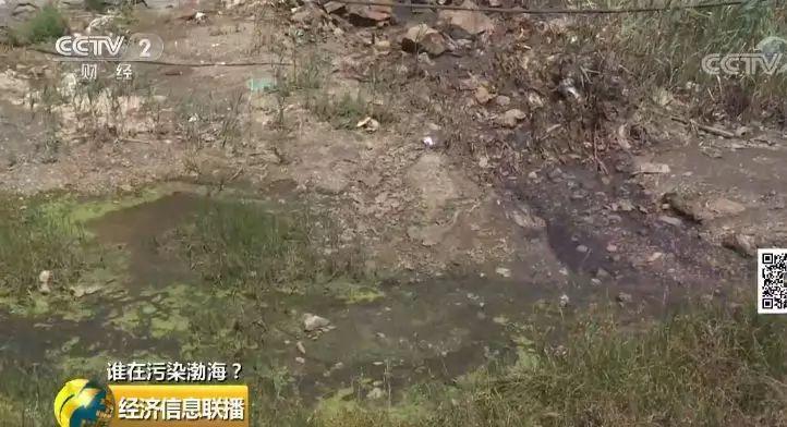 28 一家海带厂多个排污口黑臭水入渤海 28 一家海带厂多个排污口黑臭水入渤海