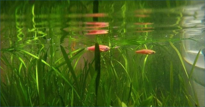 水下森林构建 水下森林构建