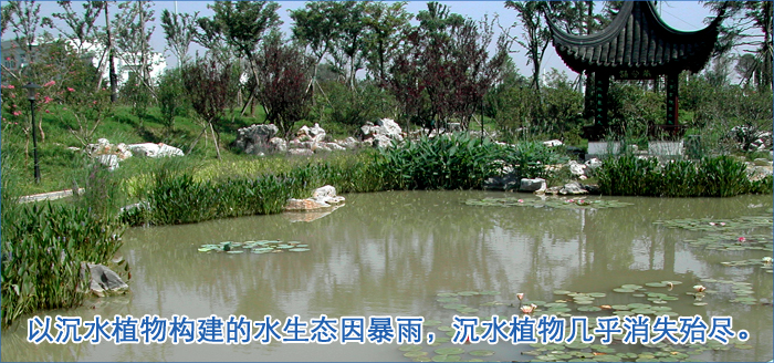 水下森林以沉水植物构建的水生态因暴雨,沉水植物几乎消失殆尽 水下森林以沉水植物构建的水生态因暴雨,沉水植物几乎消失殆尽
