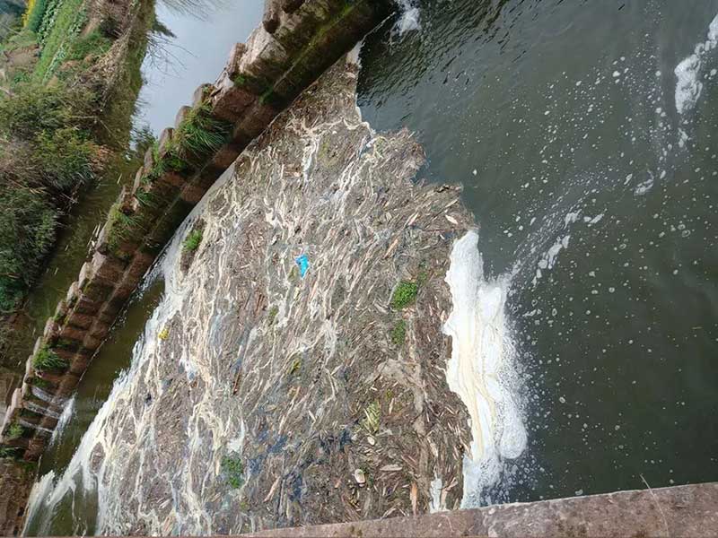 打捞船无法到达的区域成为落叶聚集发酵区 打捞船无法到达的区域成为落叶聚集发酵区