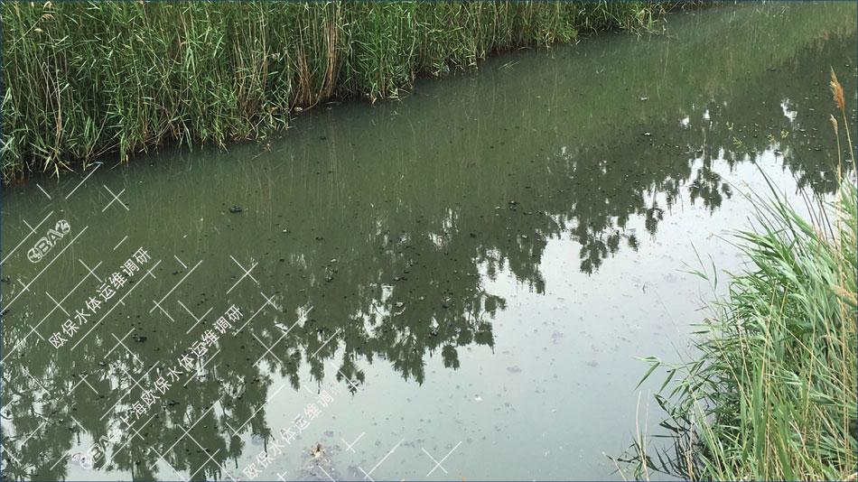 河道黑臭水体治理虽然中大量的水生植物，仍然出现黑泥上浮的情况，出现浮泥阻碍了河道的自然复氧