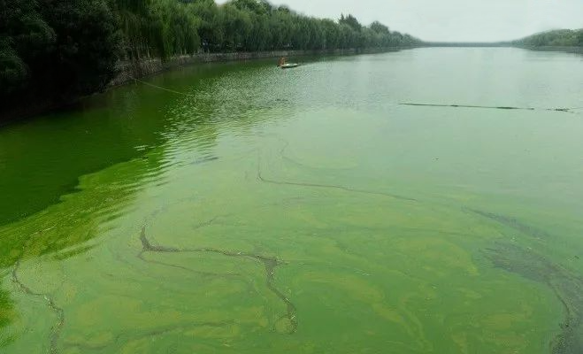 蓝藻治理 蓝藻治理