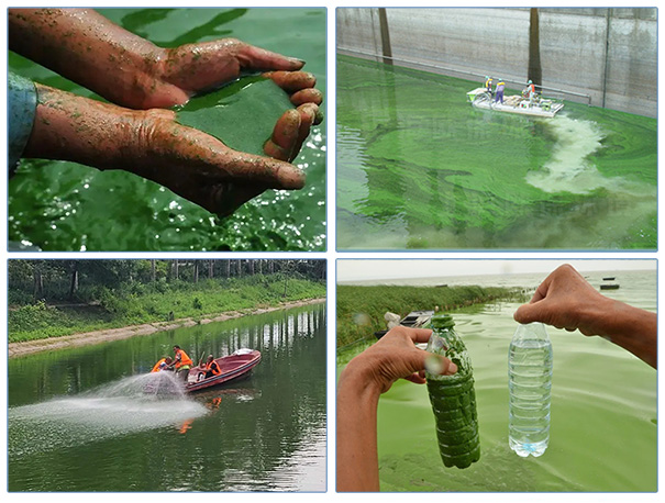 蓝藻治理-化学处理的蓝藻治理方法