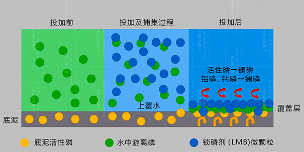 除磷剂的主要成分，Phoslock®除磷剂