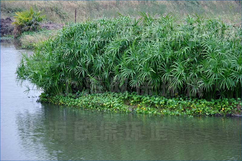 浮田型浮动湿地实现植物全覆盖，净水效果更强