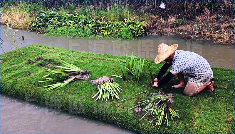 水生植物及浮动系统可以载人，进行施工种植，维护保养