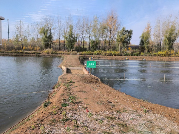 传统三池两坝工艺中的过滤坝