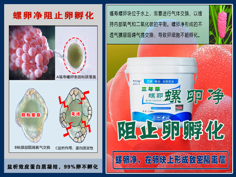 三年草螺卵净PCBC 三年草螺卵净PCBC